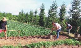 农民网红爆料视频大全最新,揭秘农村生活新视角